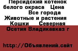 Персидский котенок белого окраса › Цена ­ 35 000 - Все города Животные и растения » Кошки   . Северная Осетия,Владикавказ г.